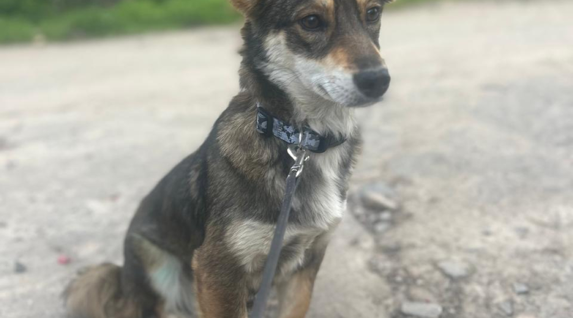 Chiens à adopter